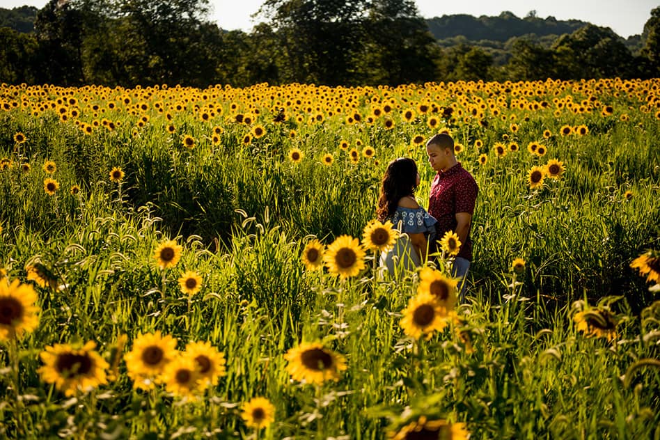 sunflower field engagement session (1)