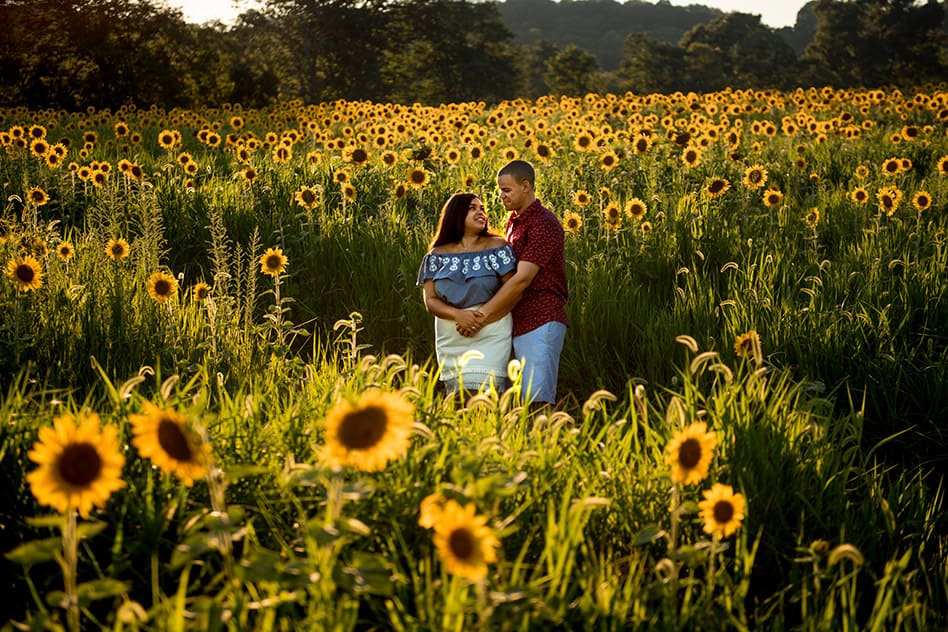 sunflower field engagement session (14)