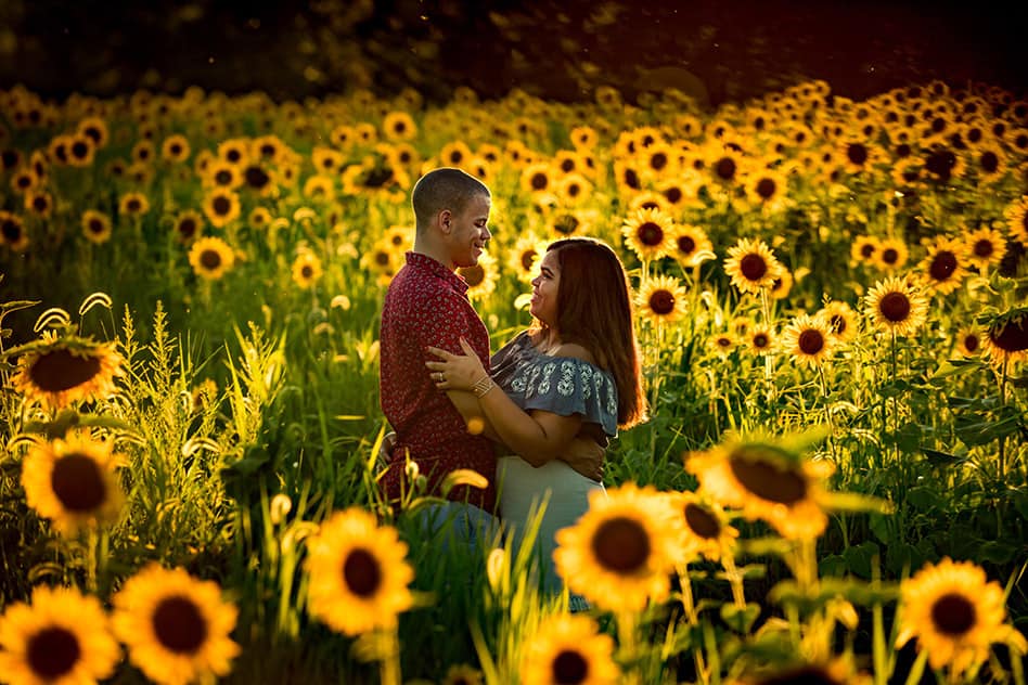 sunflower field engagement session (16)