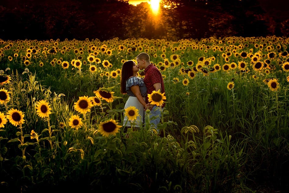 Sunflower Field Engagement Session - NY Wedding Photographer