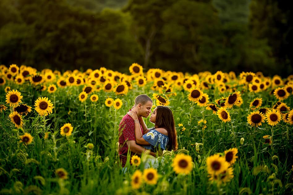 sunflower field engagement session (24)