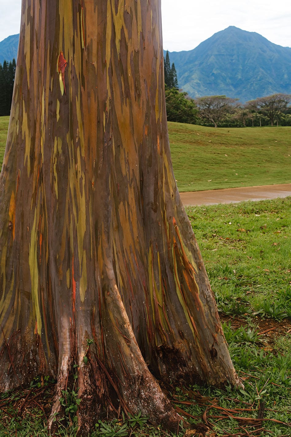 Rainbow eucalyptus tree Princeville Kauai Hawaii