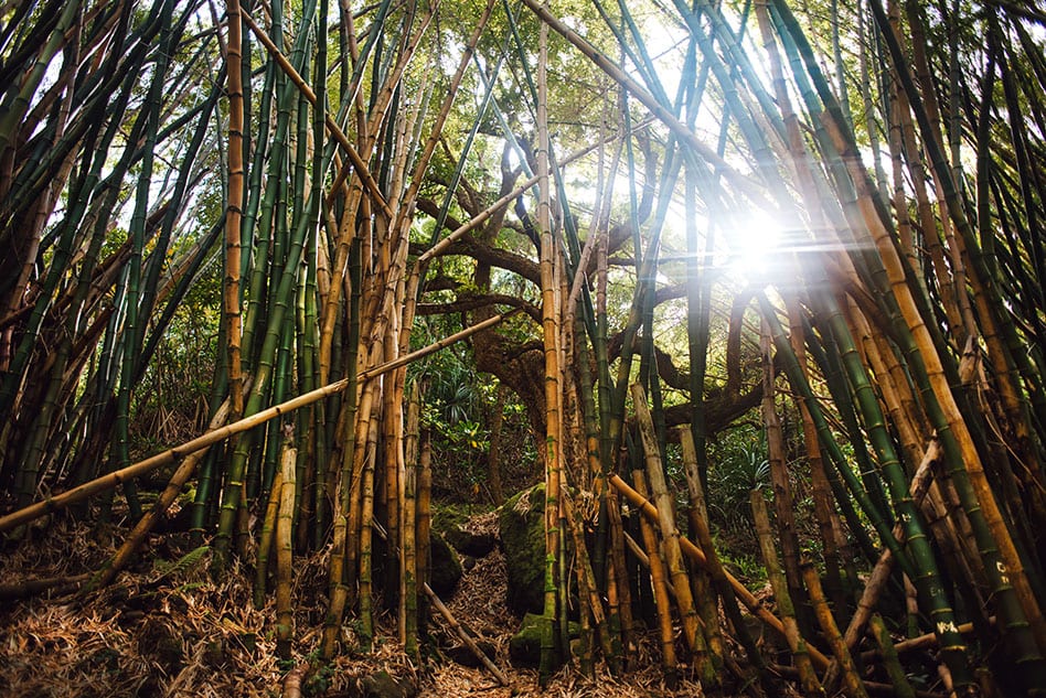 bamboo forest on Hanakapiai Falls Trail Napali Coast Kauai Hawaii