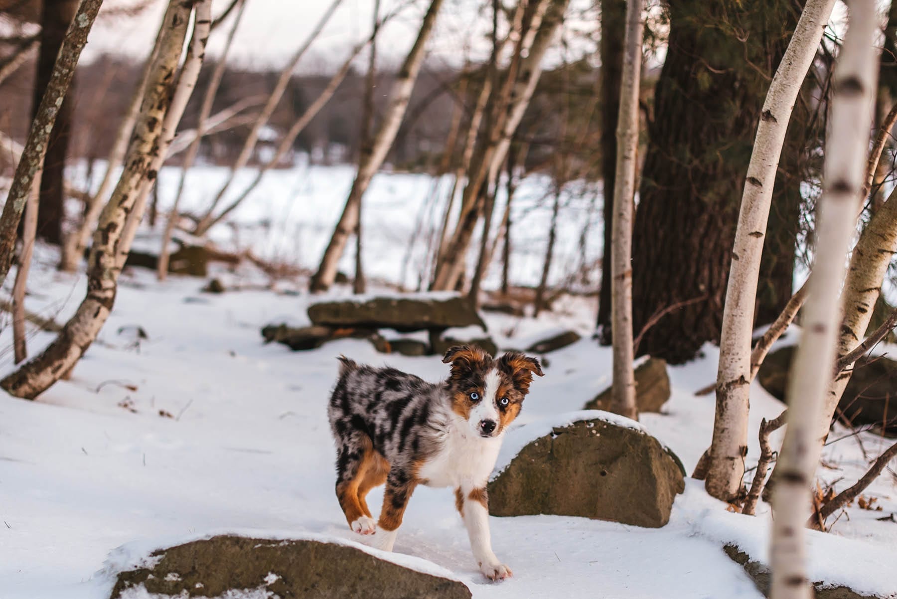 Australian Shepard puppy in the snow with birch trees