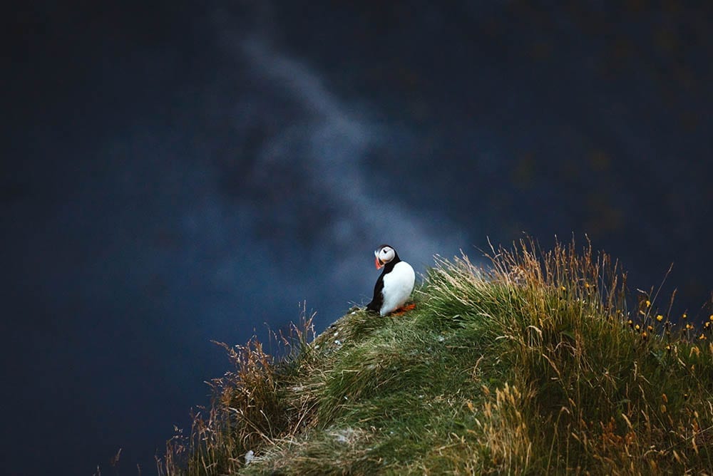 Puffins at Dyrholaey Arch Iceland