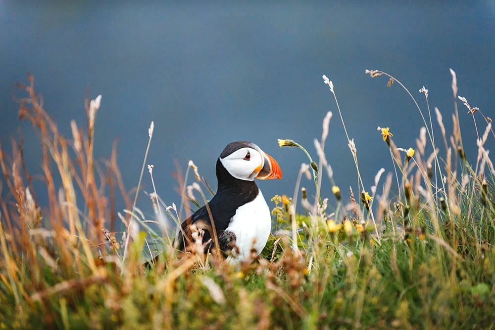 Puffins at Dyrholaey Arch Iceland