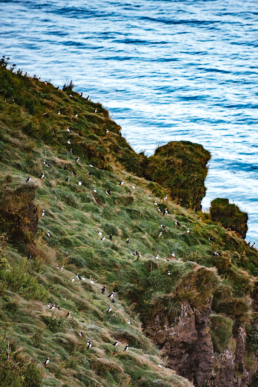 Puffins in Vik Iceland