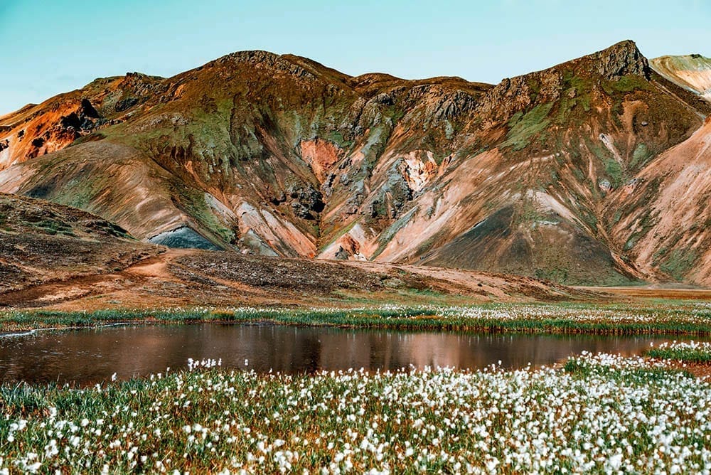 Landmannalaugar Painted Mountains with wildflowers