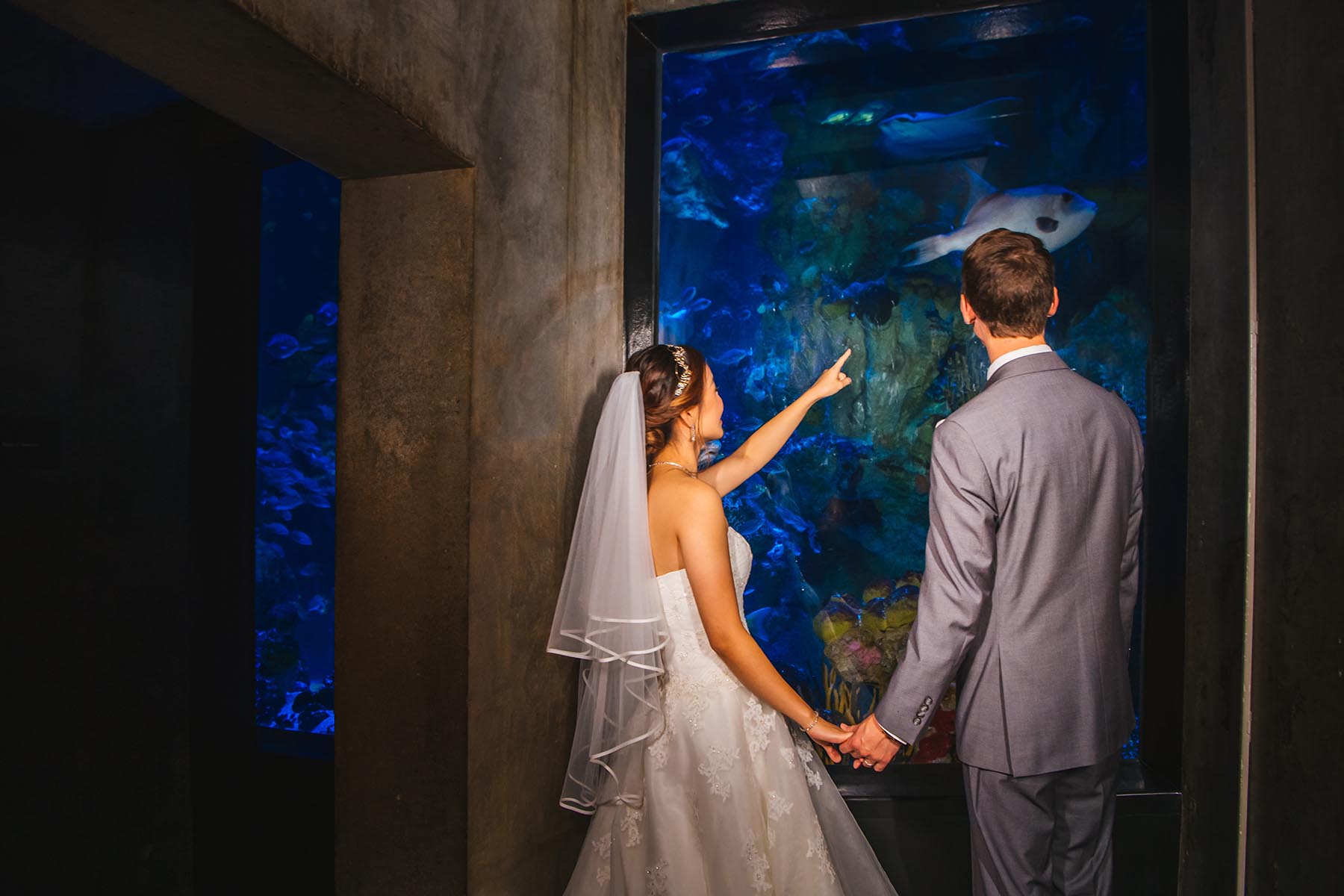 New England Aquarium Wedding