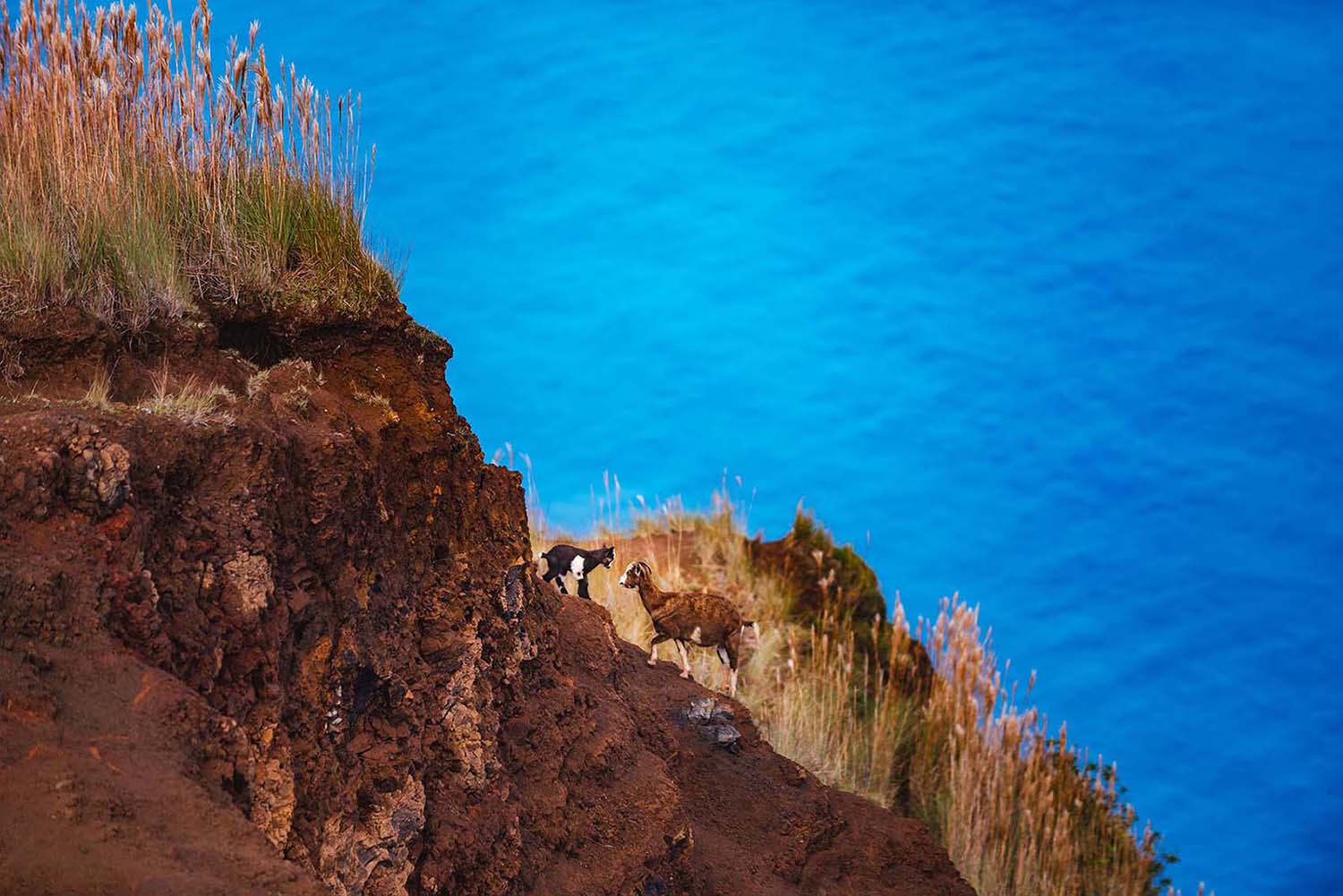 Mountain Goats on Kalepa Ridge Trail in Kauai