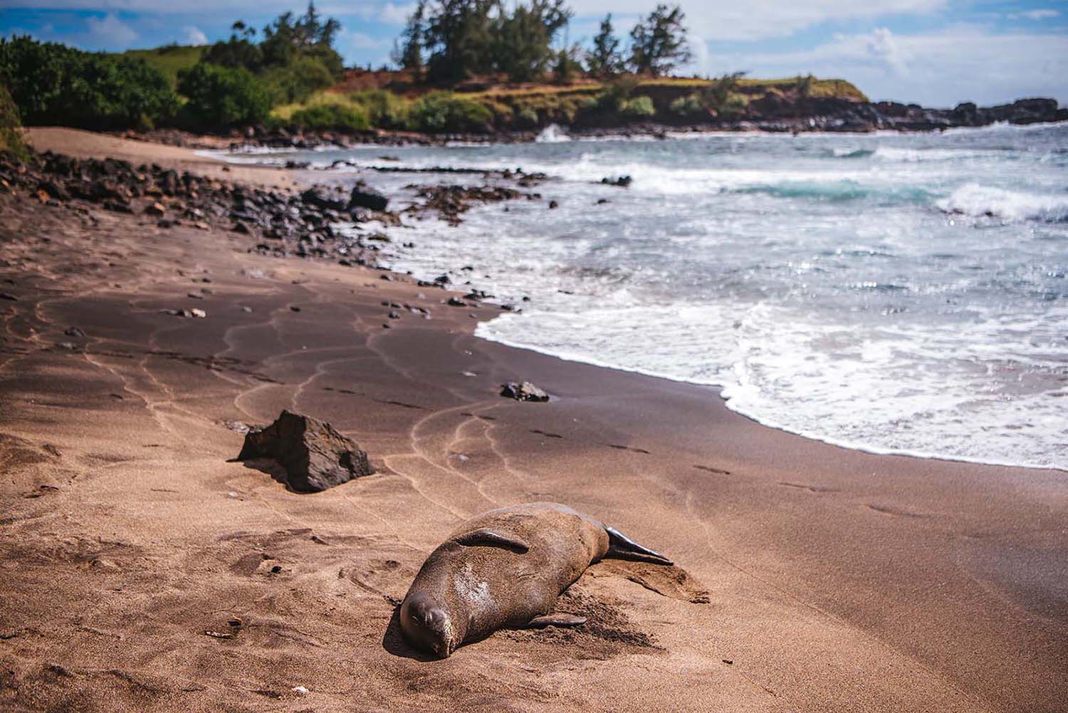 Monk Seal on South Shore Kauai