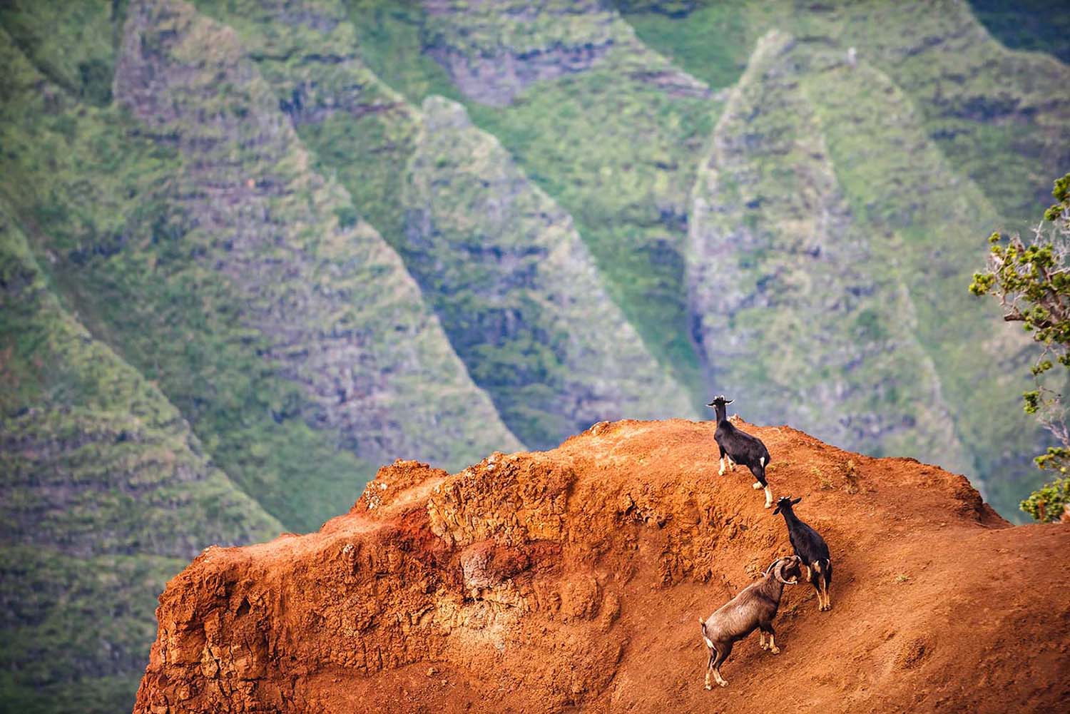 goats on Hawaiian mountains
