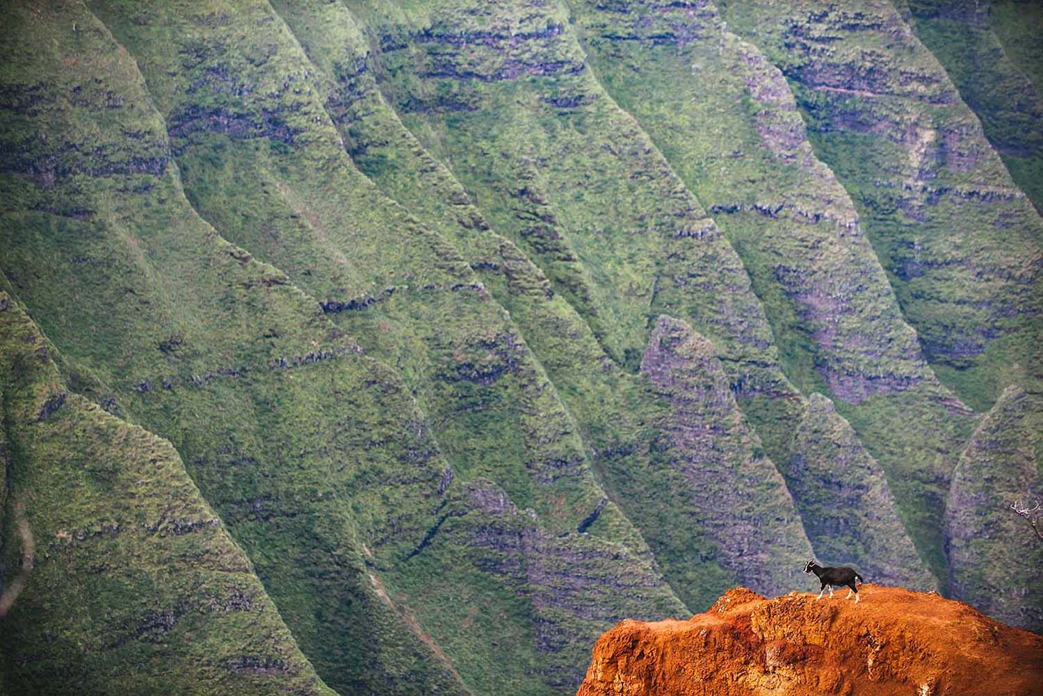 mountain goat on cliff in Kauai