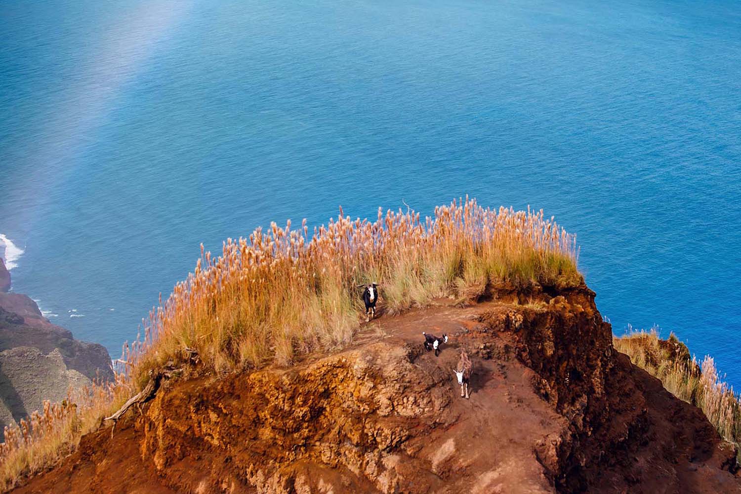 mountain goat family with rainbow in Kauai