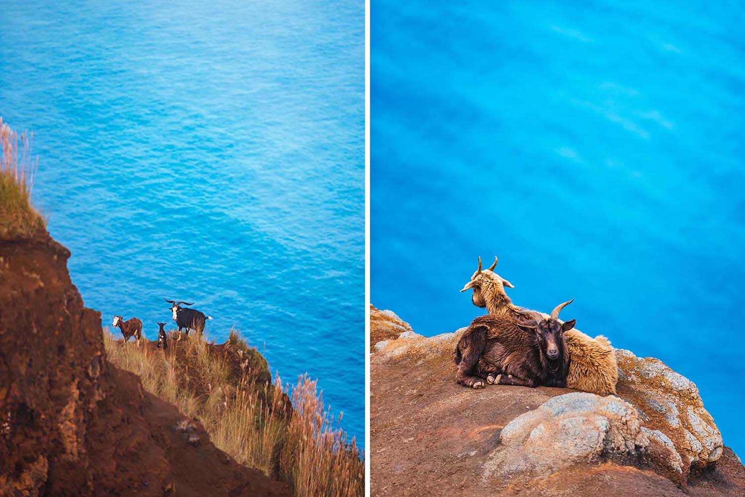 Mountain Goats in Kauai