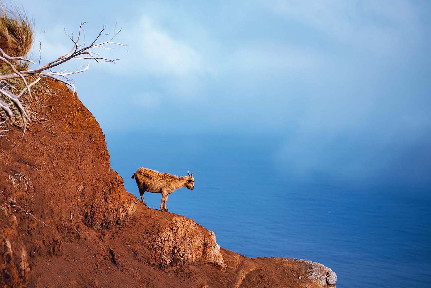 Kauai mountain goat
