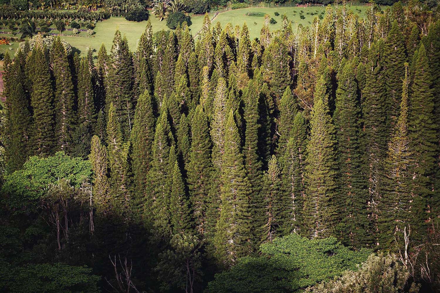 Kauai evergreens
