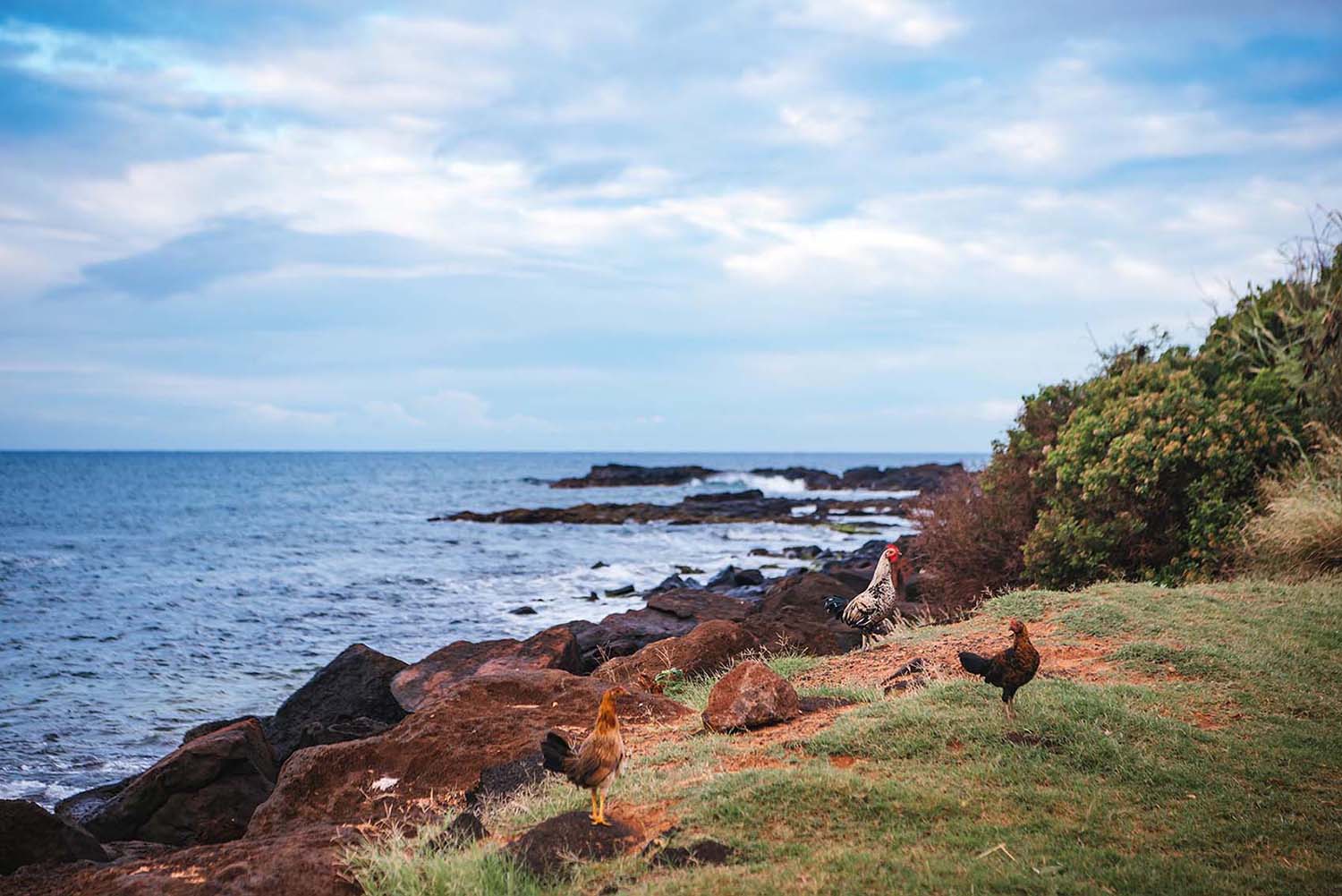 chickens on beach in Kauai