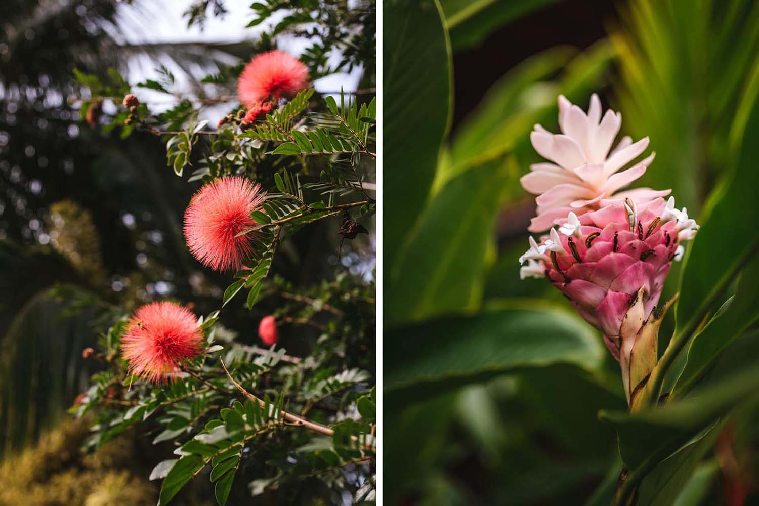 tropical flowers in Kauai