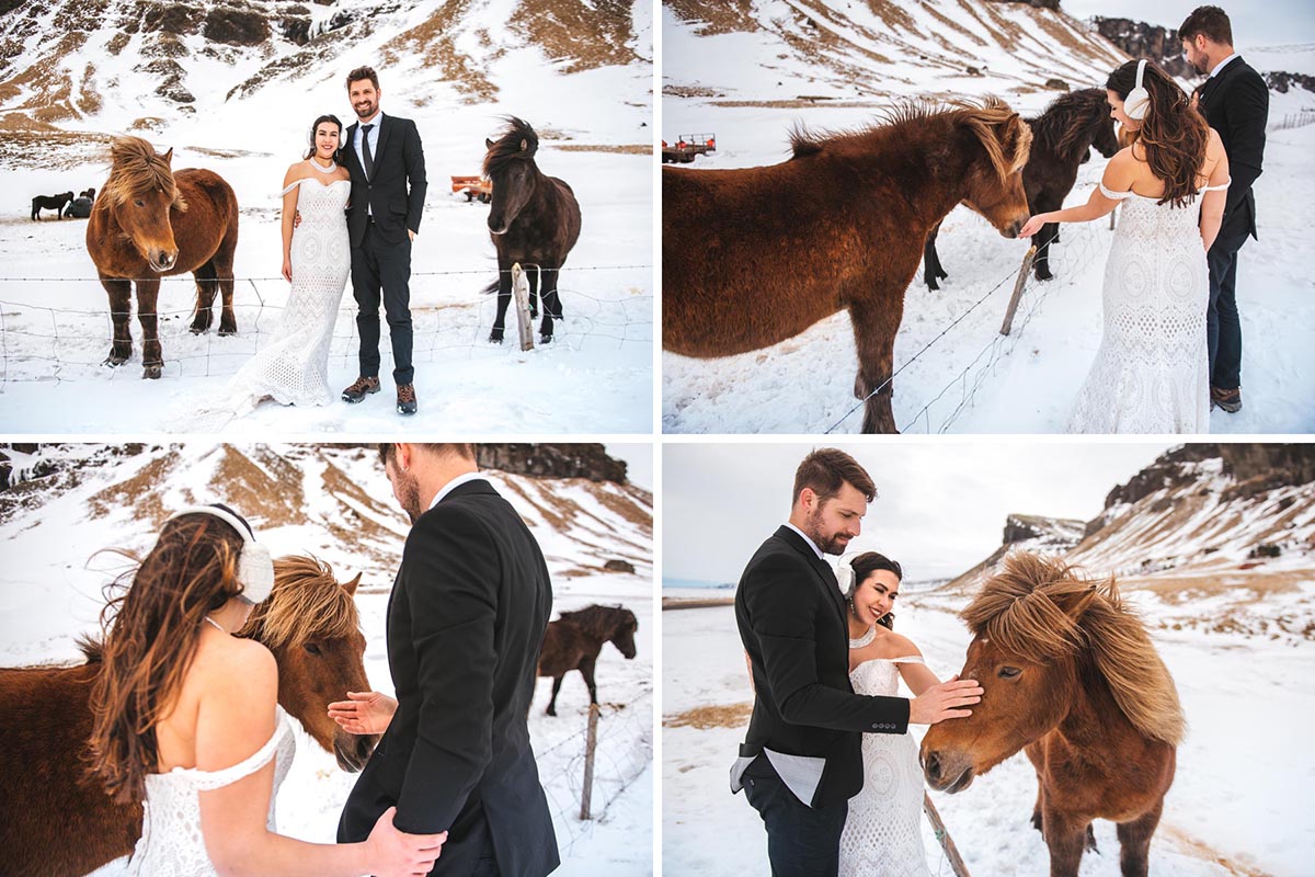 wedding photos with Icelandic horses
