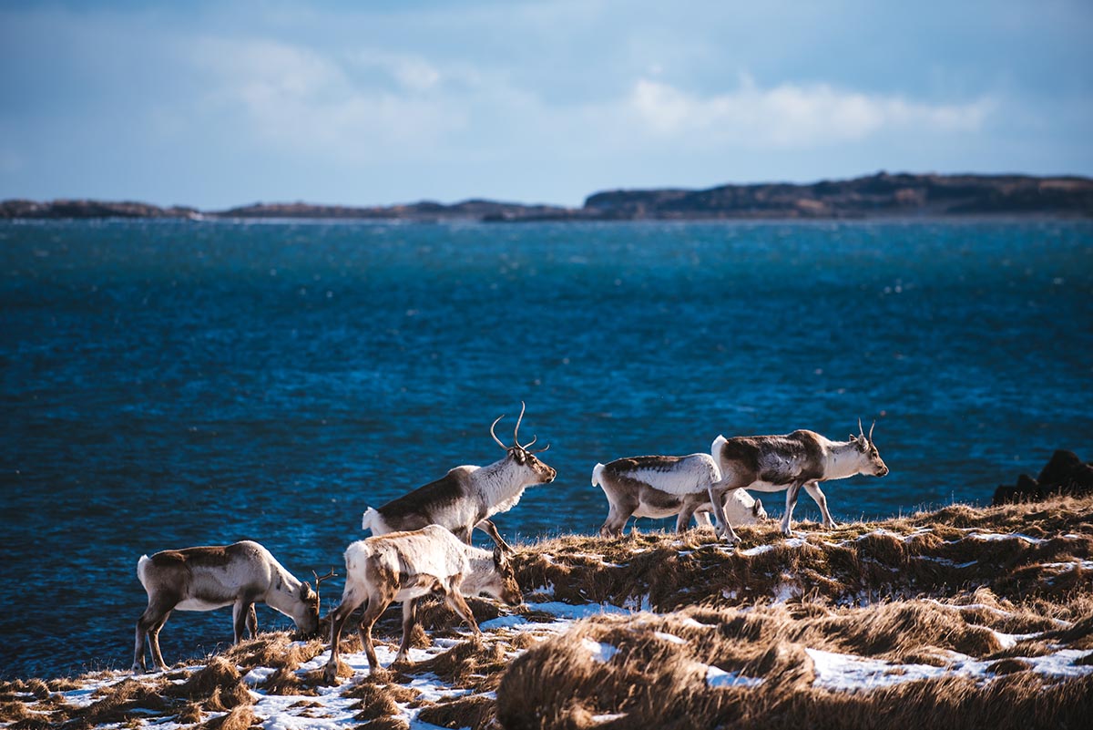 Iceland reindeer 