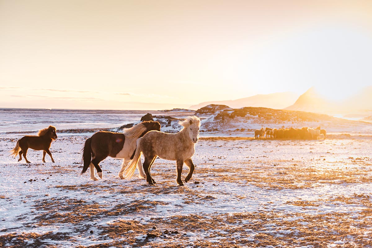 Iceland horses in winter