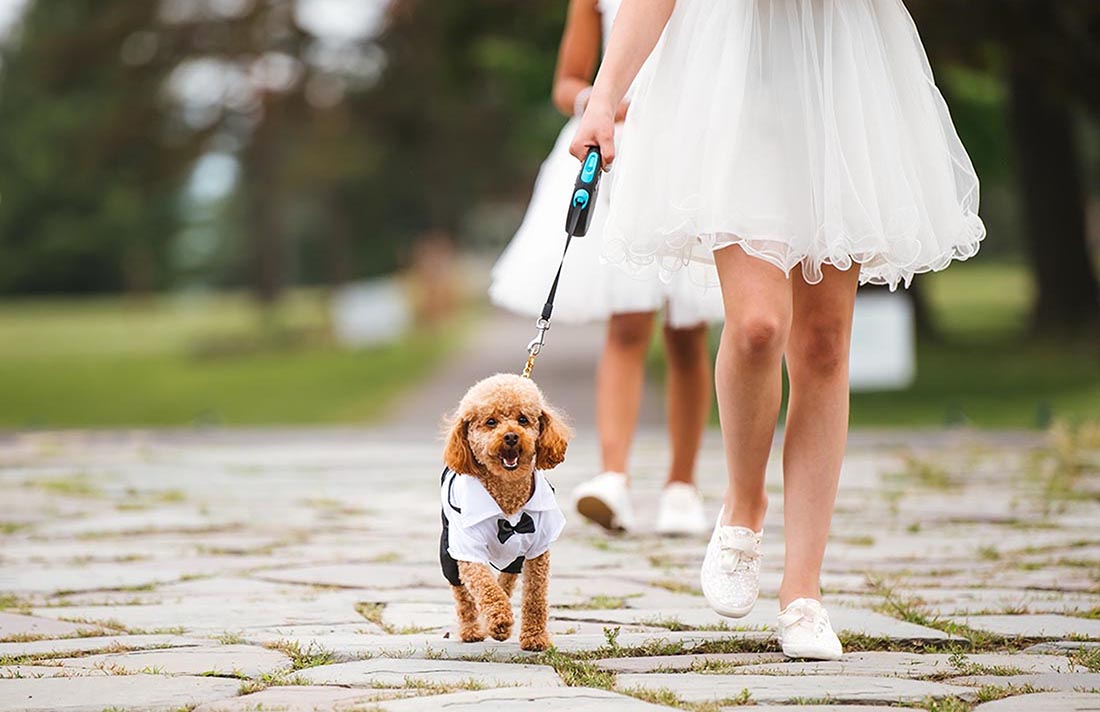 dog of honor at wedding ceremony