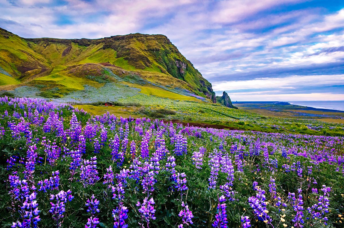 Lupine Field Vik Iceland